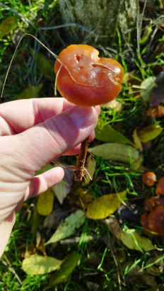 Гриб из Киев