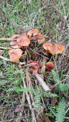 Гриб из Киев