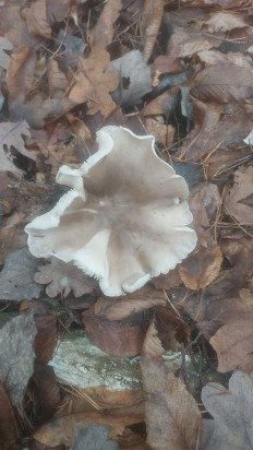 Гриб из Мозир