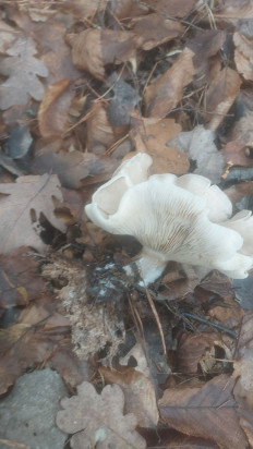 Гриб из Мозир