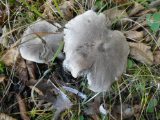 Гриб из Крань