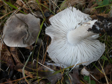 Гриб из Крань