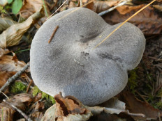 Гриб из Крань