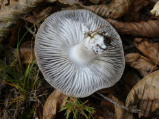 Гриб из Крань