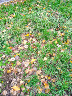 Гриб из Элиста