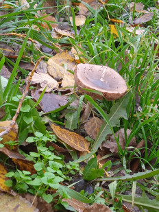 Гриб из Элиста