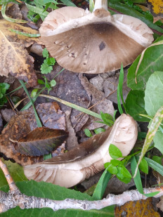 Гриб из Элиста