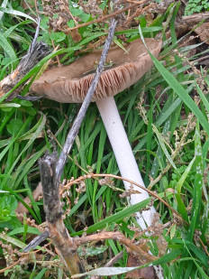 Гриб из Элиста