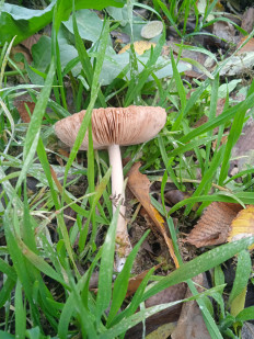 Гриб из Элиста