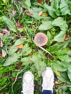 Гриб из Элиста