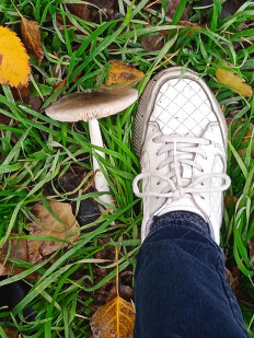 Гриб из Элиста