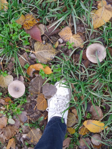 Гриб из Элиста