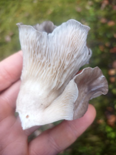 Гриб из Санкт Петербург