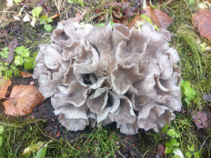 Гриб из Санкт Петербург