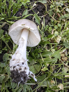 Гриб из Краснодарский край, старица Брюховецкая