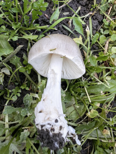 Гриб из Краснодарский край, старица Брюховецкая