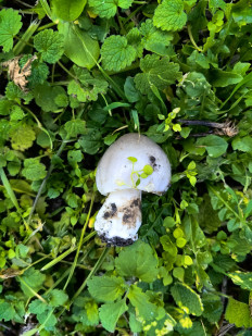 Гриб из Краснодарский край, старица Брюховецкая