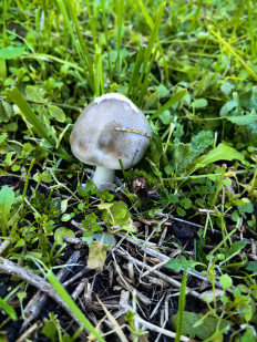 Гриб из Краснодарский край, старица Брюховецкая