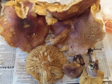 Гриб из Агр.Бакшты