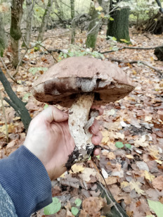 Гриб из Кропоткин