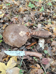 Гриб из Кропоткин