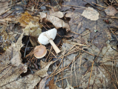 Гриб из Курск