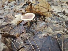 Гриб из Курск