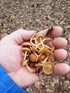 Гриб из Курск