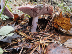 Гриб из Курск