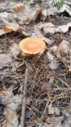 Гриб из Иваново