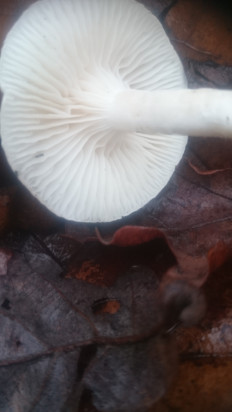 Гриб из Кинель, Самарской