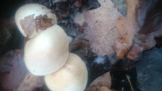 Гриб из Кинель, Самарской