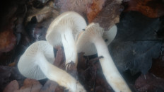 Гриб из Кинель, Самарской