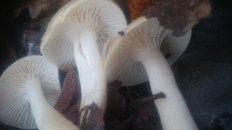 Гриб из Кинель, Самарской