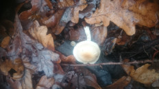 Гриб из Кинель, Самарской