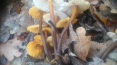 Гриб из Кинель, Самарской