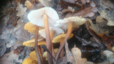 Гриб из Кинель, Самарской