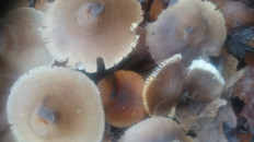 Гриб из Кинель, Самарской