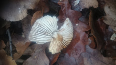 Гриб из Кинель, Самарской