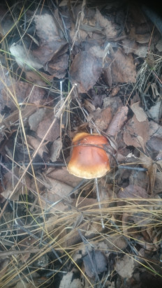 Гриб из Кинель, Самарской