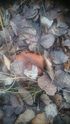 Гриб из Кинель, Самарской