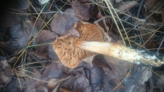 Гриб из Кинель, Самарской