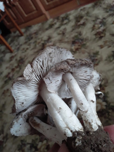 Гриб из Астраханская область