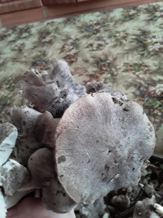 Гриб из Астраханская область