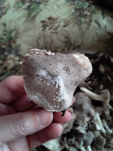 Гриб из Астраханская область