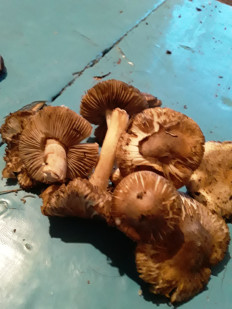 Гриб из Астраханская область