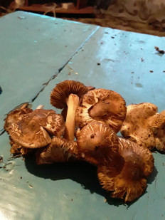 Гриб из Астраханская область