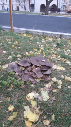 Гриб из Москва