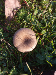 Гриб из Днестровск