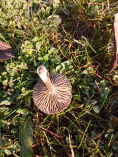 Гриб из Днестровск